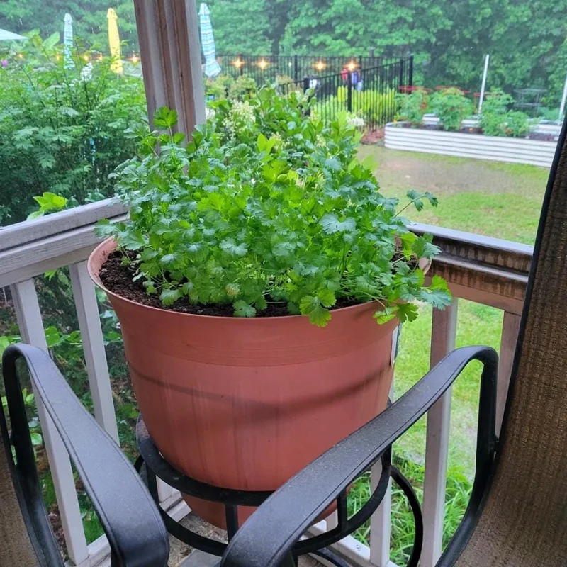 Cilantro Live Plant - 4-6 Inch Tall, Well-Rooted Herb for Garden & Container Cilantro Live Plant - 4-6 Inch Tall, Well-Rooted Herb for Garden & Container - Image 7
