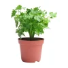 Cilantro Live Plant - 4-6 Inch Tall, Well-Rooted Herb for Garden & Container - Image 1