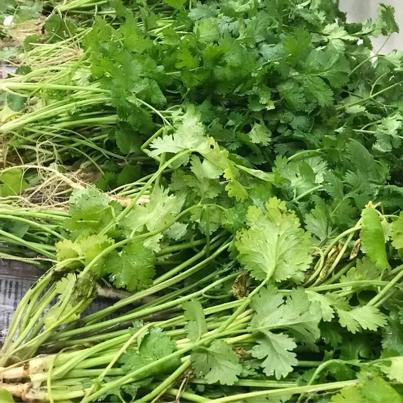 Cilantro Live Plant - 4-6 Inch Tall, Well-Rooted Herb for Garden & Container Cilantro Live Plant - 4-6 Inch Tall, Well-Rooted Herb for Garden & Container - Image 8