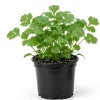 Cilantro Live Plant - 4 Inch Pot, 6-10 Inch Tall, Fast Growing Herb - Image 1