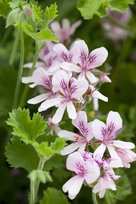 Citronella Geranium Live Plant 4-7 inch Tall - Fragrant Pelargonium Starter for Indoor Outdoor Garden Citronella Geranium Live Plant 4-7 inch Tall - Fragrant Pelargonium Starter for Indoor Outdoor Garden - Image 2