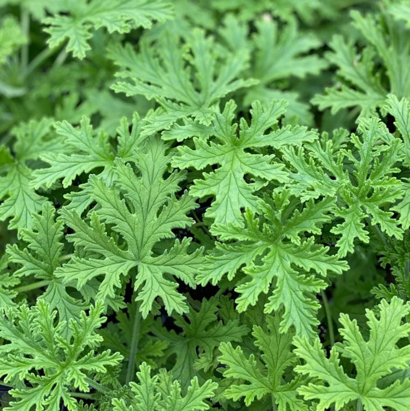 Citronella Geranium Live Plant 4-7 inch Tall - Fragrant Pelargonium Starter for Indoor Outdoor Garden Citronella Geranium Live Plant 4-7 inch Tall - Fragrant Pelargonium Starter for Indoor Outdoor Garden - Image 3