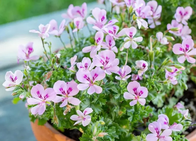 Citronella Geranium Live Plant 4-7 inch Tall - Fragrant Pelargonium Starter for Indoor Outdoor Garden Citronella Geranium Live Plant 4-7 inch Tall - Fragrant Pelargonium Starter for Indoor Outdoor Garden - Image 4