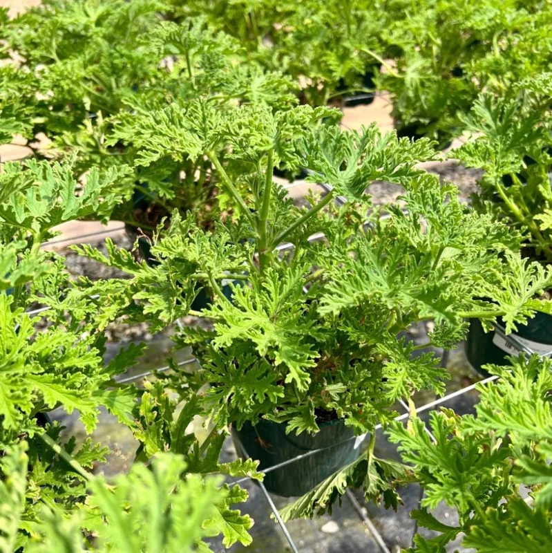 Citronella Geranium Live Plant 4-7 inch Tall - Fragrant Pelargonium Starter for Indoor Outdoor Garden Citronella Geranium Live Plant 4-7 inch Tall - Fragrant Pelargonium Starter for Indoor Outdoor Garden - Image 5