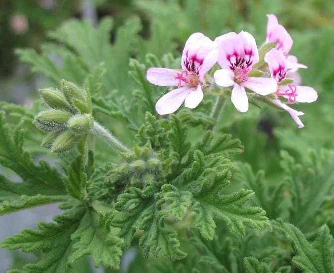 Citronella Geranium Live Plant 4-7 inch Tall - Fragrant Pelargonium Starter for Indoor Outdoor Garden Citronella Geranium Live Plant 4-7 inch Tall - Fragrant Pelargonium Starter for Indoor Outdoor Garden - Image 6