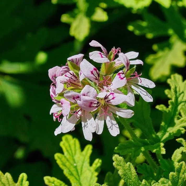 Citronella Geranium Live Plant 4-7 inch Tall - Fragrant Pelargonium Starter for Indoor Outdoor Garden Citronella Geranium Live Plant 4-7 inch Tall - Fragrant Pelargonium Starter for Indoor Outdoor Garden - Image 7