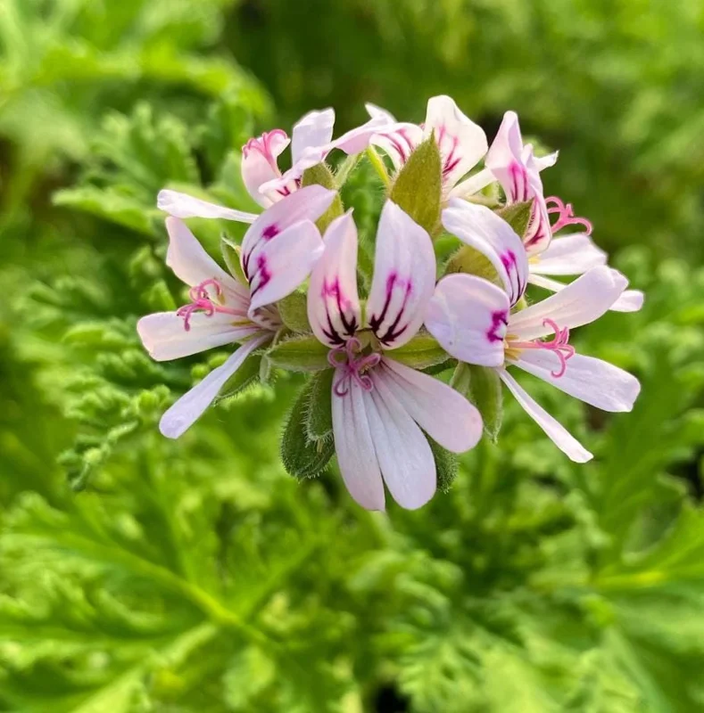 Citronella Geranium Live Plant 4-7 inch Tall - Fragrant Pelargonium Starter for Indoor Outdoor Garden Citronella Geranium Live Plant 4-7 inch Tall - Fragrant Pelargonium Starter for Indoor Outdoor Garden - Image 8