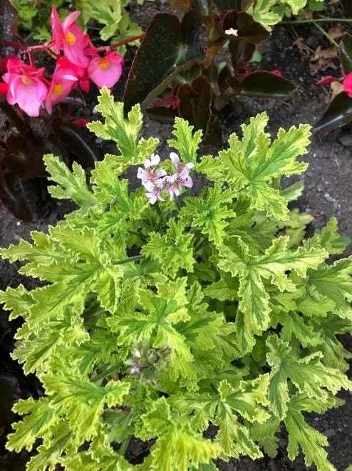 Citronella Geranium Live Plant 4-7 inch Tall - Fragrant Pelargonium Starter for Indoor Outdoor Garden Citronella Geranium Live Plant 4-7 inch Tall - Fragrant Pelargonium Starter for Indoor Outdoor Garden - Image 9
