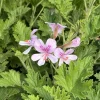 Citronella Geranium Live Plant 4-7 inch Tall - Fragrant Pelargonium Starter for Indoor Outdoor Garden Citronella Geranium Live Plant 4-7 inch Tall - Fragrant Pelargonium Starter for Indoor Outdoor Garden - Image 1