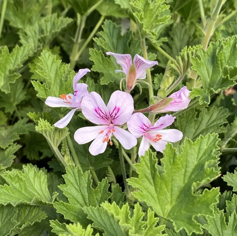 Citronella Geranium Live Plant 4-7 inch Tall - Fragrant Pelargonium Starter for Indoor Outdoor Garden Citronella Geranium Live Plant 4-7 inch Tall - Fragrant Pelargonium Starter for Indoor Outdoor Garden - Image 1
