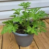 Citronella Geranium Live Plant – Fragrant Outdoor Patio Plant – 4 Inch Pot - Image 1