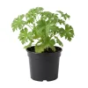 Citronella Live Plant – Fragrant Herb – 5-8 Inches Tall – Outdoor - Image 1