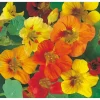 Climbing Nasturtium Live Plant - Colorful Flowers, 4 Inch Pot - Image 1