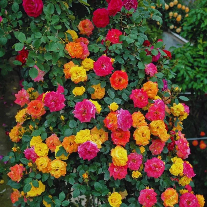 Climbing Rose Live Plant - 4-6 Inch Tall, Ready to Plant Outdoor Garden Climbing Rose Live Plant - 4-6 Inch Tall, Ready to Plant Outdoor Garden - Image 2