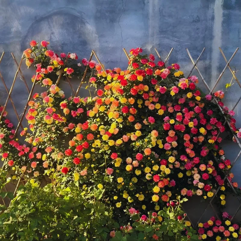 Climbing Rose Live Plant - 4-6 Inch Tall, Ready to Plant Outdoor Garden Climbing Rose Live Plant - 4-6 Inch Tall, Ready to Plant Outdoor Garden - Image 3