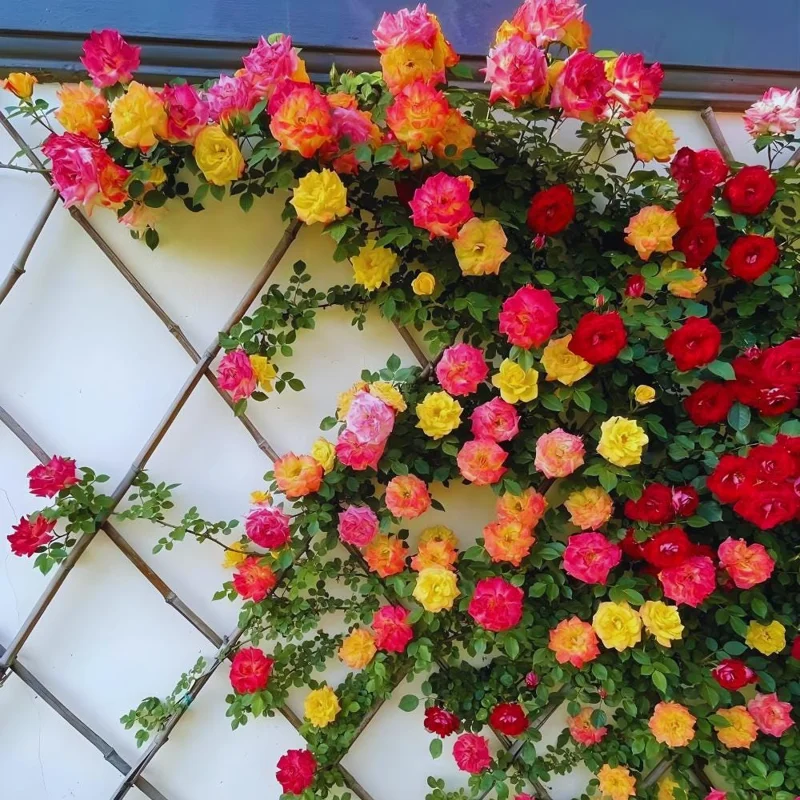 Climbing Rose Live Plant - 4-6 Inch Tall, Ready to Plant Outdoor Garden Climbing Rose Live Plant - 4-6 Inch Tall, Ready to Plant Outdoor Garden - Image 4