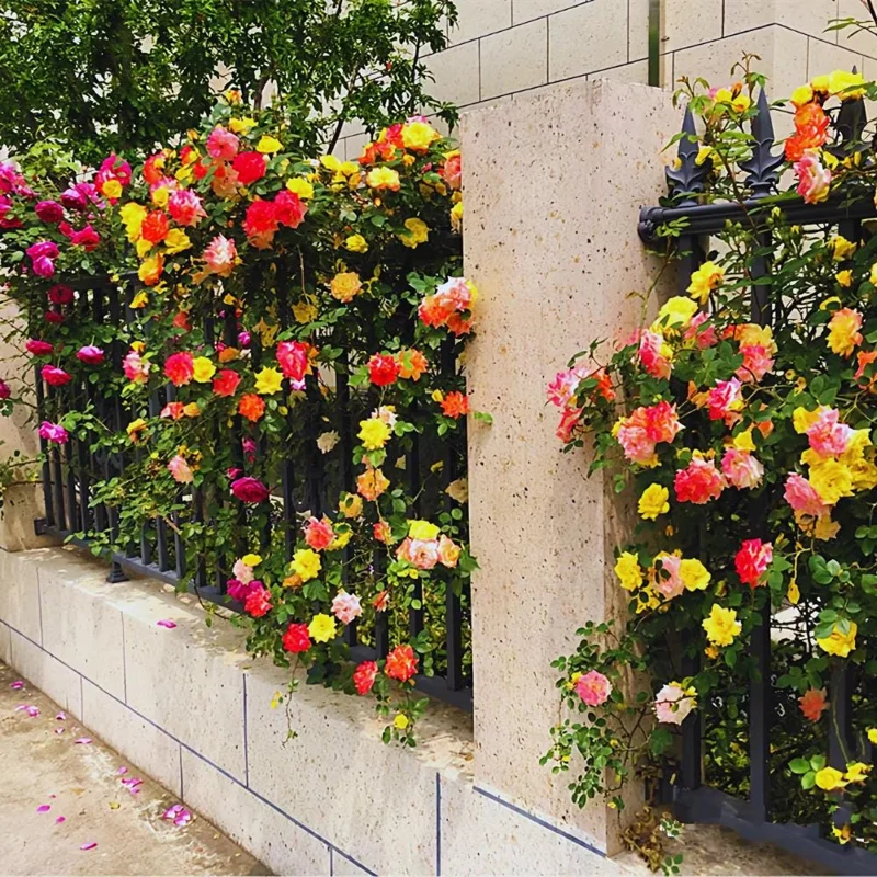 Climbing Rose Live Plant - 4-6 Inch Tall, Ready to Plant Outdoor Garden Climbing Rose Live Plant - 4-6 Inch Tall, Ready to Plant Outdoor Garden - Image 5