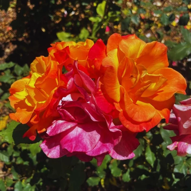 Climbing Rose Live Plant - 4-6 Inch Tall, Ready to Plant Outdoor Garden Climbing Rose Live Plant - 4-6 Inch Tall, Ready to Plant Outdoor Garden - Image 6