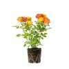 Climbing Rose Live Plant - 4-6 Inch Tall, Ready to Plant Outdoor Garden Climbing Rose Live Plant - 4-6 Inch Tall, Ready to Plant Outdoor Garden - Image 1