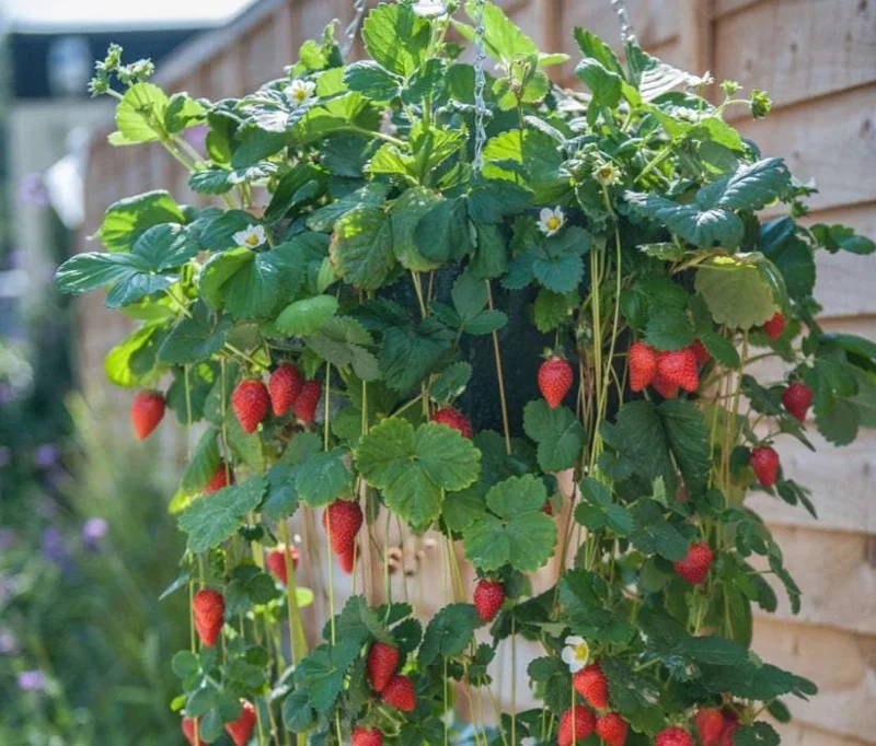 Climbing Strawberry Live Plant 2-5 inch Tall - Vertical Garden Fruit Climbing Strawberry Live Plant 2-5 inch Tall - Vertical Garden Fruit - Image 2