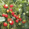 Climbing Strawberry Live Plant 2-5 inch Tall - Vertical Garden Fruit - Image 1