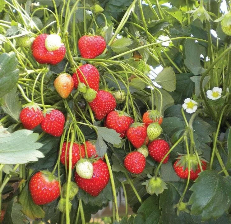 Climbing Strawberry Live Plant 2-5 inch Tall - Vertical Garden Fruit Climbing Strawberry Live Plant 2-5 inch Tall - Vertical Garden Fruit - Image 1