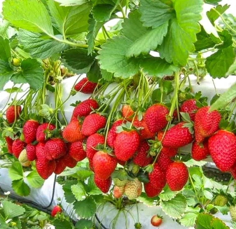 Climbing Strawberry Live Plant 2-5 inch Tall - Vertical Garden Fruit Climbing Strawberry Live Plant 2-5 inch Tall - Vertical Garden Fruit - Image 3