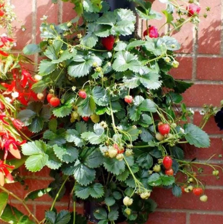 Climbing Strawberry Live Plant 2-5 inch Tall - Vertical Garden Fruit Climbing Strawberry Live Plant 2-5 inch Tall - Vertical Garden Fruit - Image 4