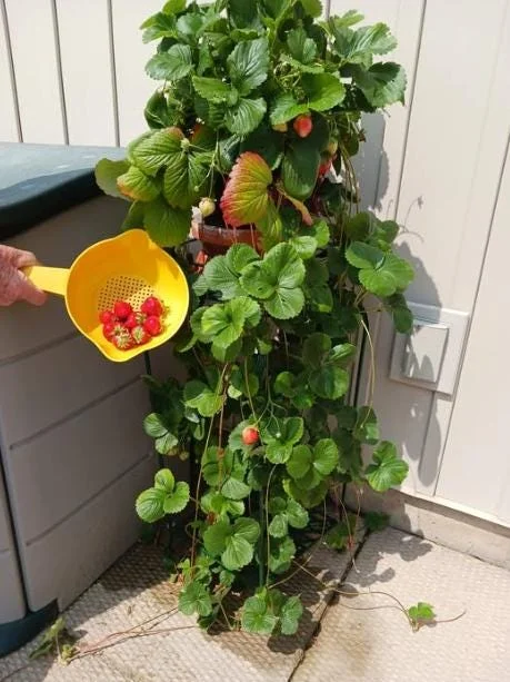 Climbing Strawberry Live Plant 2-5 inch Tall - Vertical Garden Fruit Climbing Strawberry Live Plant 2-5 inch Tall - Vertical Garden Fruit - Image 5