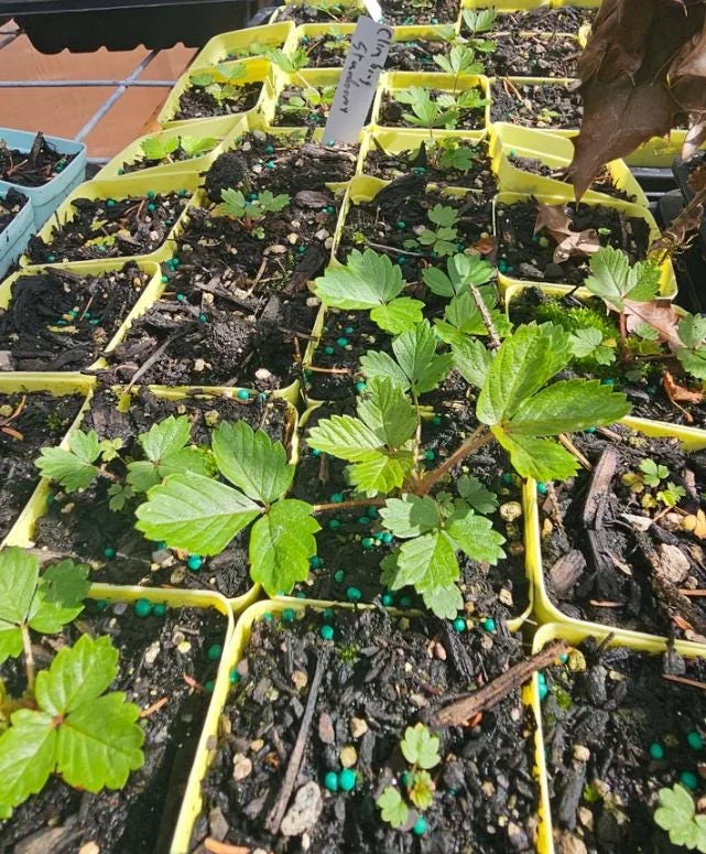 Climbing Strawberry Live Plant 2-5 inch Tall - Vertical Garden Fruit Climbing Strawberry Live Plant 2-5 inch Tall - Vertical Garden Fruit - Image 6