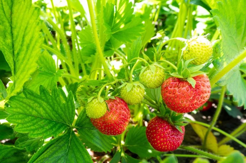 Climbing Strawberry Live Plant – 3 Inch Pot – Edible Strawberries – Outdoor Climbing Strawberry Live Plant – 3 Inch Pot – Edible Strawberries – Outdoor - Image 2