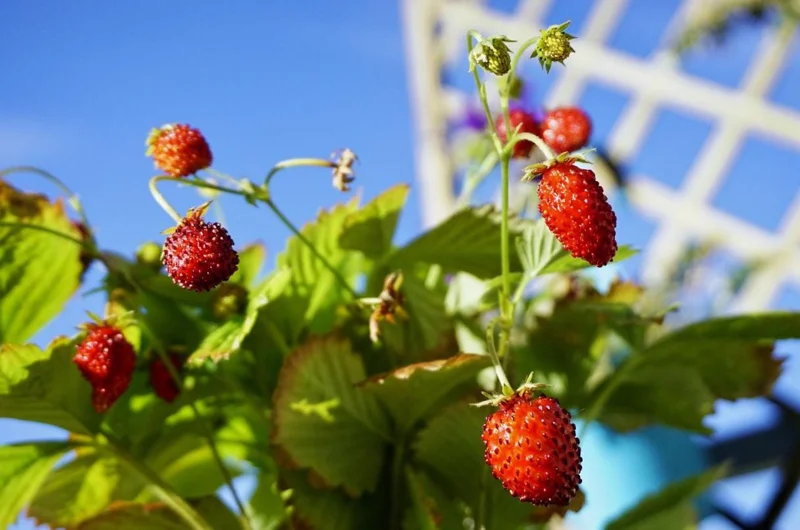 Climbing Strawberry Live Plant – 3 Inch Pot – Edible Strawberries – Outdoor Climbing Strawberry Live Plant – 3 Inch Pot – Edible Strawberries – Outdoor - Image 3