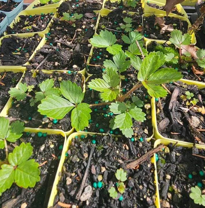 Climbing Strawberry Live Plant – 3 Inch Pot – Edible Strawberries – Outdoor Climbing Strawberry Live Plant – 3 Inch Pot – Edible Strawberries – Outdoor - Image 4