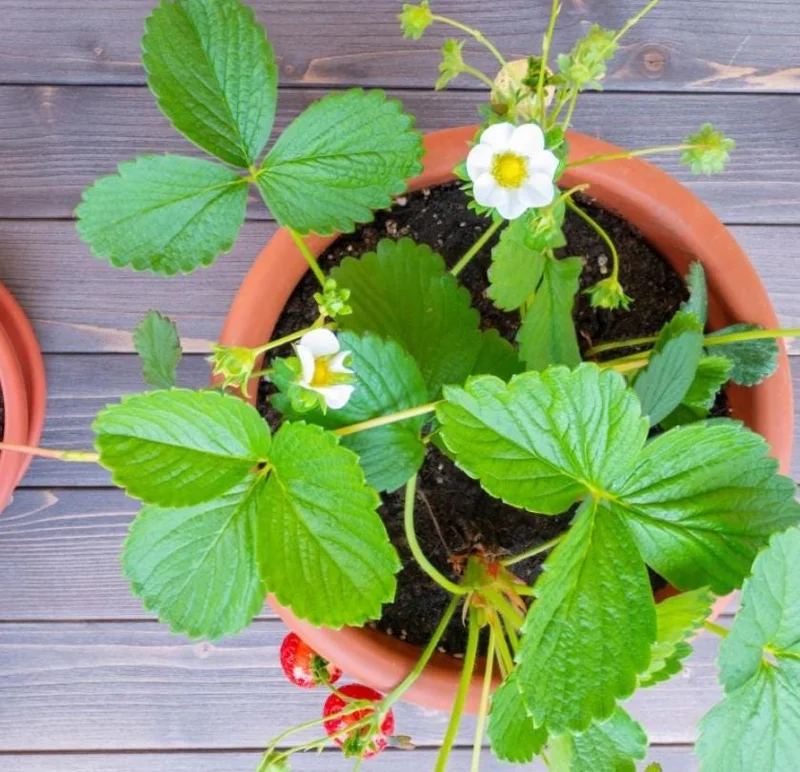 Climbing Strawberry Live Plant – 3 Inch Pot – Edible Strawberries – Outdoor Climbing Strawberry Live Plant – 3 Inch Pot – Edible Strawberries – Outdoor - Image 5