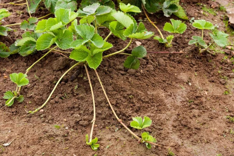 Climbing Strawberry Live Plant – 3 Inch Pot – Edible Strawberries – Outdoor Climbing Strawberry Live Plant – 3 Inch Pot – Edible Strawberries – Outdoor - Image 7