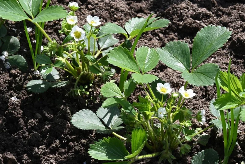Climbing Strawberry Live Plant – 3 Inch Pot – Edible Strawberries – Outdoor Climbing Strawberry Live Plant – 3 Inch Pot – Edible Strawberries – Outdoor - Image 8