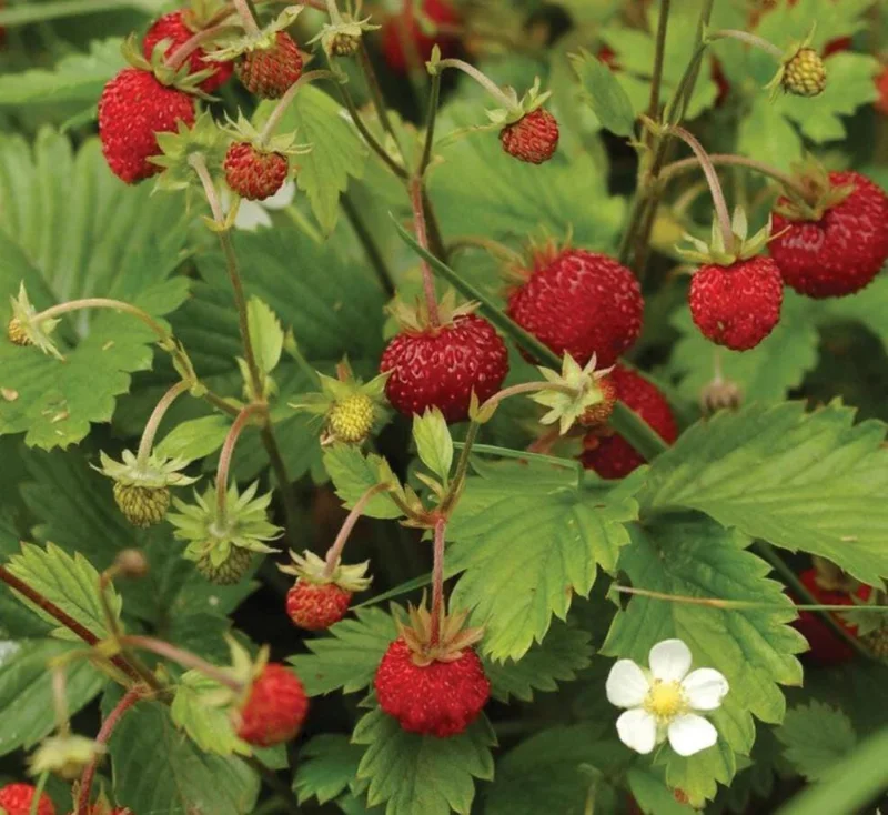 Climbing Strawberry Live Plant – Set of 2 – 3 Inch Pots – Edible Fruit Climbing Strawberry Live Plant – Set of 2 – 3 Inch Pots – Edible Fruit - Image 2