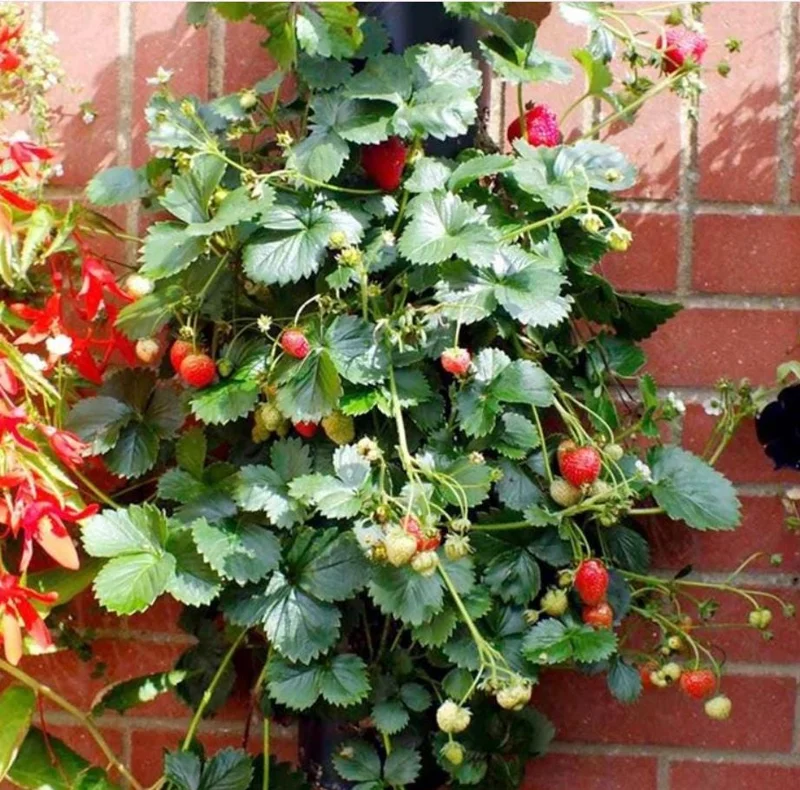 Climbing Strawberry Live Plant – Set of 2 – 3 Inch Pots – Edible Fruit Climbing Strawberry Live Plant – Set of 2 – 3 Inch Pots – Edible Fruit - Image 1