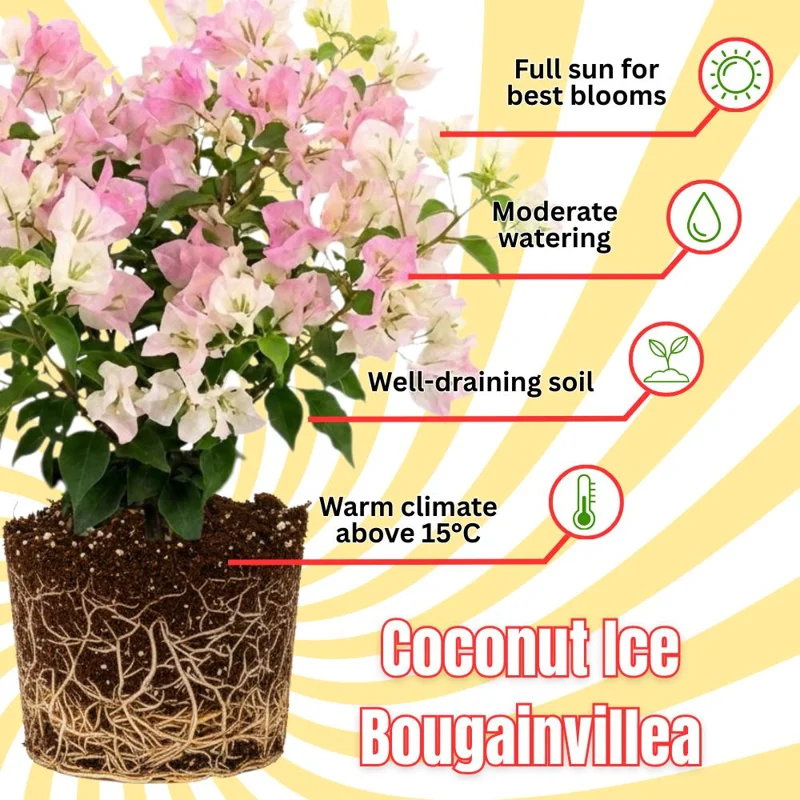 Coconut Ice Bougainvillea White Flowering Vine Live Plant, 4-8 Inch Tall, Outdoor Garden Patio Coconut Ice Bougainvillea White Flowering Vine Live Plant, 4-8 Inch Tall, Outdoor Garden Patio - Image 2