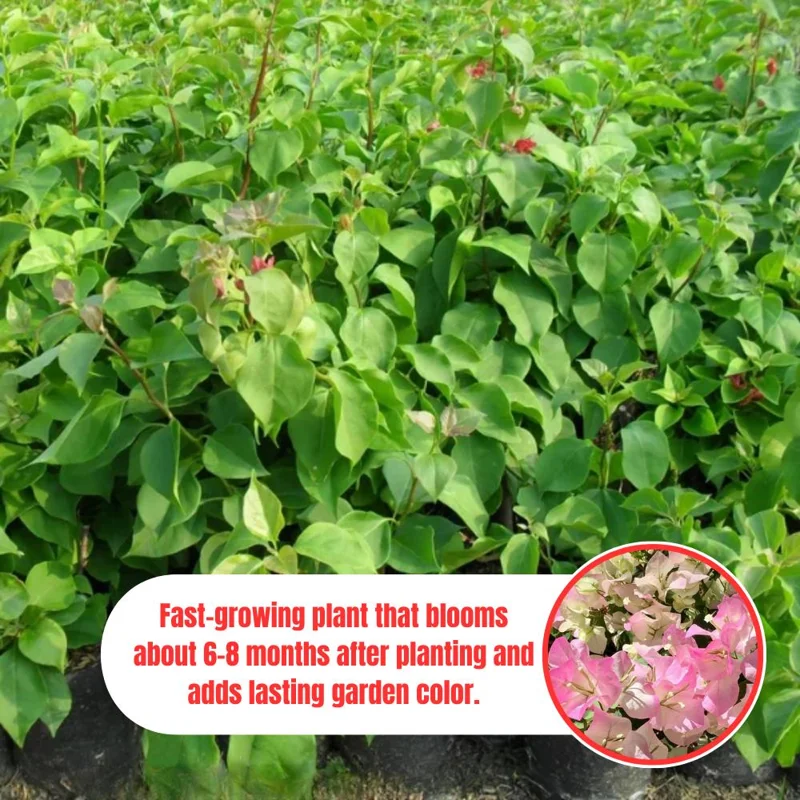 Coconut Ice Bougainvillea White Flowering Vine Live Plant, 4-8 Inch Tall, Outdoor Garden Patio Coconut Ice Bougainvillea White Flowering Vine Live Plant, 4-8 Inch Tall, Outdoor Garden Patio - Image 3