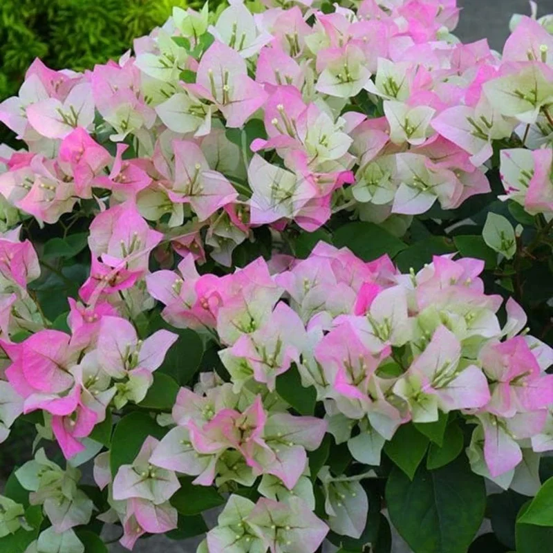 Coconut Ice Bougainvillea White Flowering Vine Live Plant, 4-8 Inch Tall, Outdoor Garden Patio Coconut Ice Bougainvillea White Flowering Vine Live Plant, 4-8 Inch Tall, Outdoor Garden Patio - Image 4