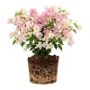 Coconut Ice Bougainvillea White Flowering Vine Live Plant, 4-8 Inch Tall, Outdoor Garden Patio Coconut Ice Bougainvillea White Flowering Vine Live Plant, 4-8 Inch Tall, Outdoor Garden Patio - Image 1