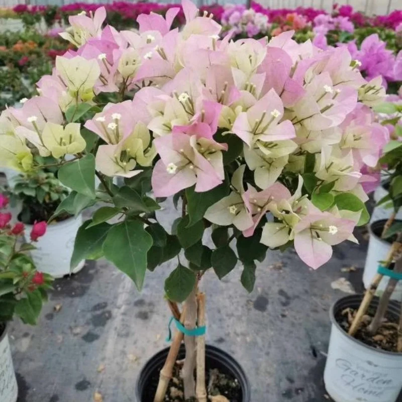 Coconut Ice Bougainvillea White Flowering Vine Live Plant, 4-8 Inch Tall, Outdoor Garden Patio Coconut Ice Bougainvillea White Flowering Vine Live Plant, 4-8 Inch Tall, Outdoor Garden Patio - Image 5