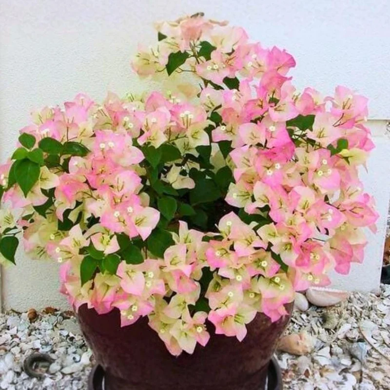 Coconut Ice Bougainvillea White Flowering Vine Live Plant, 4-8 Inch Tall, Outdoor Garden Patio Coconut Ice Bougainvillea White Flowering Vine Live Plant, 4-8 Inch Tall, Outdoor Garden Patio - Image 6