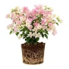 Coconut Ice Bougainvillea White Flowering Vine Live Plant, 4-8 Inch Tall, Outdoor Garden Patio - Image 1
