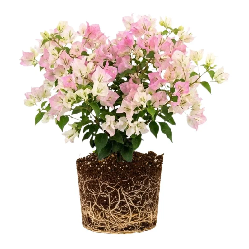 Coconut Ice Bougainvillea White Flowering Vine Live Plant, 4-8 Inch Tall, Outdoor Garden Patio Coconut Ice Bougainvillea White Flowering Vine Live Plant, 4-8 Inch Tall, Outdoor Garden Patio - Image 1