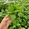 Coffea Arabica Live Plant - Edible Coffee Plant in 4 Inch Pot - Indoor Tropical - Image 1