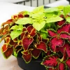 Coleus Rainbow Mix Seeds – 500 Seeds – Colorful Shade Garden Plant – Indoor/Outdoor Coleus Rainbow Mix Seeds – 500 Seeds – Colorful Shade Garden Plant – Indoor/Outdoor - Image 1