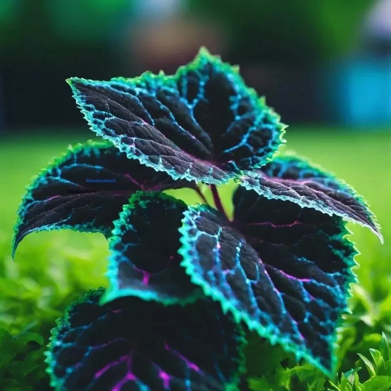 Coleus Seeds – Rare Blue, Black & Green Foliage – 10+ Seeds – Indoor/Outdoor Coleus Seeds – Rare Blue, Black & Green Foliage – 10+ Seeds – Indoor/Outdoor - Image 2