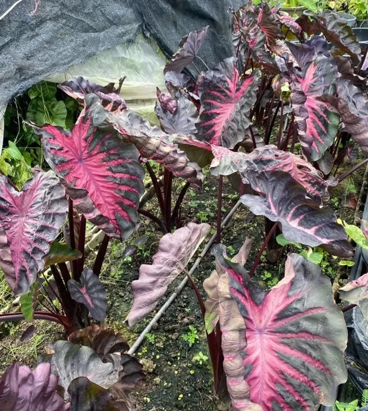 Colocasia 'Redemption' Live Plant - Elephant Ear Tropical Foliage, 4-7 Inch Tall Starter, Indoor/Outdoor Colocasia 'Redemption' Live Plant - Elephant Ear Tropical Foliage, 4-7 Inch Tall Starter, Indoor/Outdoor - Image 2